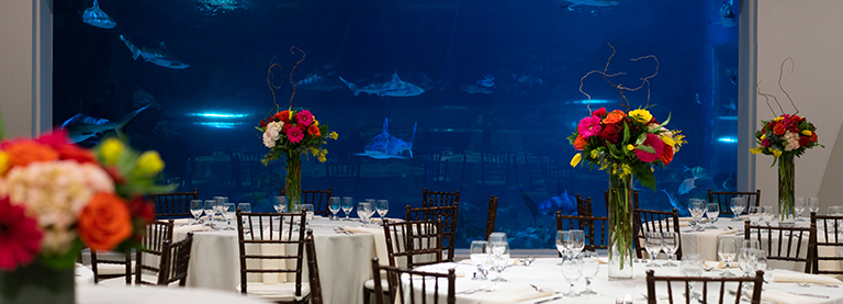 Unique Event Venue near Salt Lake City -- Loveland Living planet Aquarium